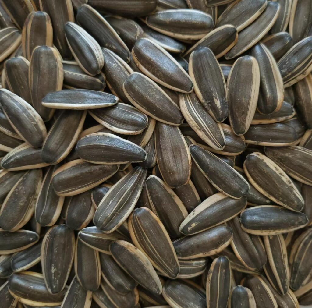 Sunflower Seeds Type 361