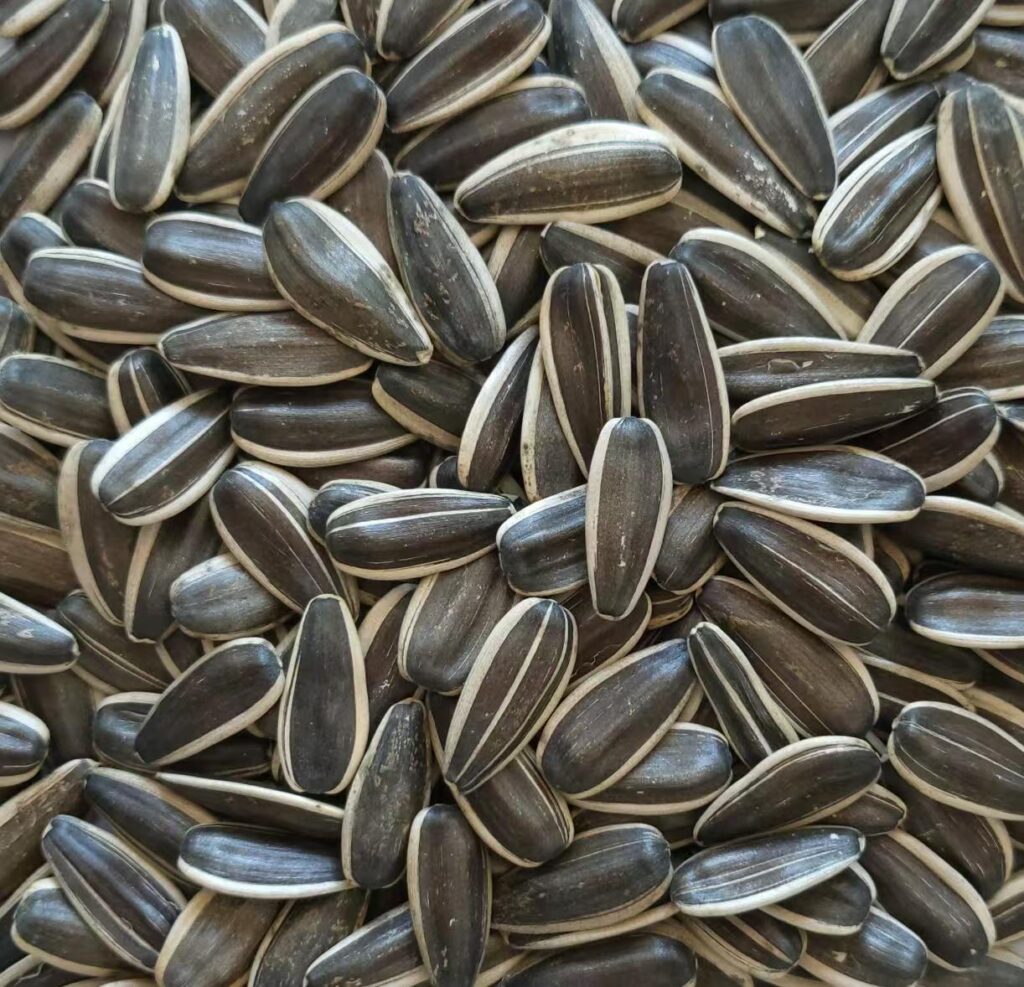 Sunflower Seeds Type 363