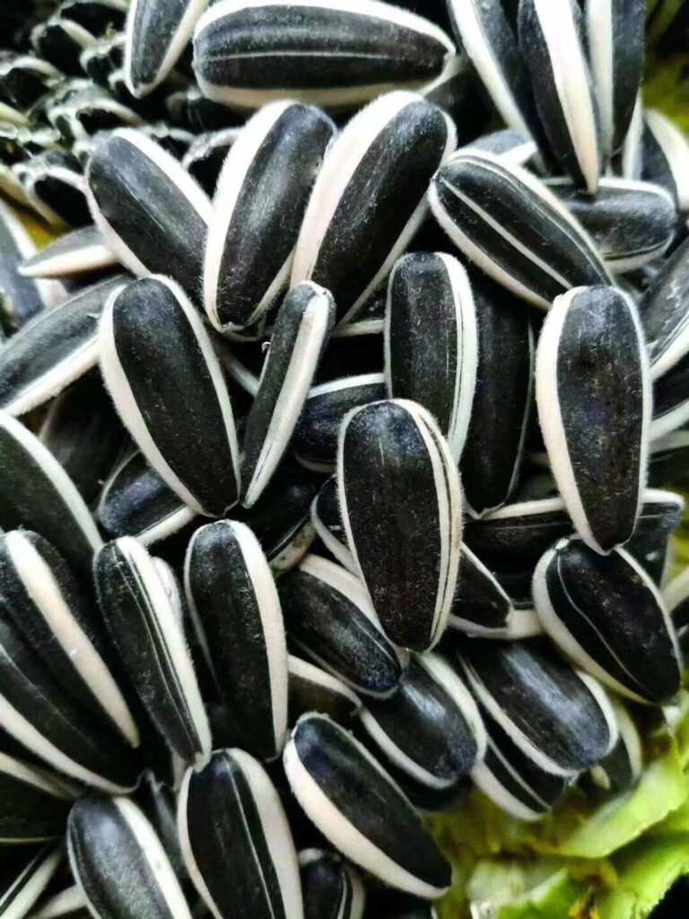 Sunflower Seeds Type T5