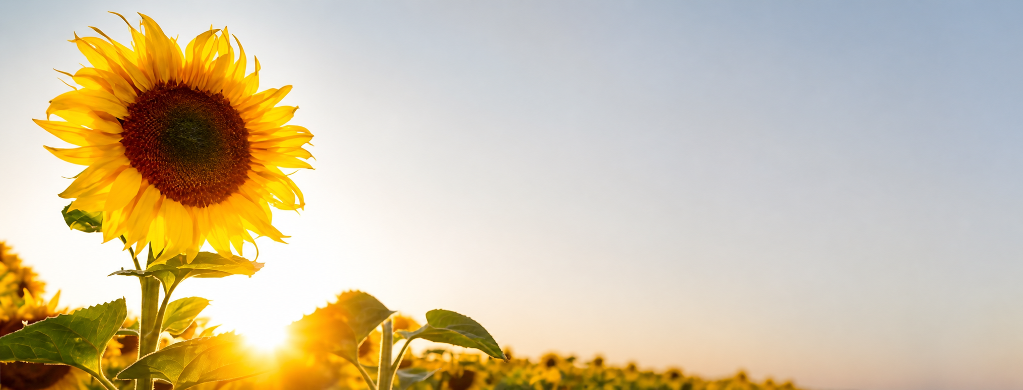 Minghua Agriculture sunflower products